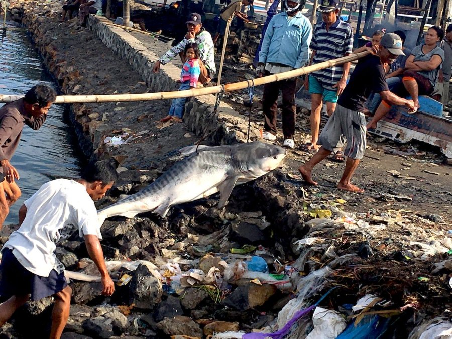 Shark fishermen at Tanjung Luar