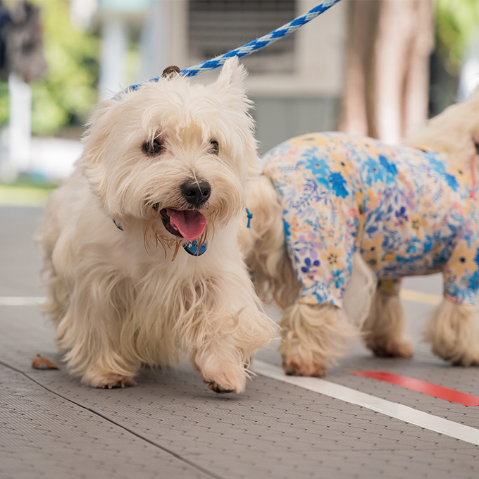 MEET FURRY FRIENDS AT ANIMAL DAY (SUN ONLY)